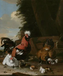 Ein Zwerghahn mit Hennen und Küken auf einem Bauernhof