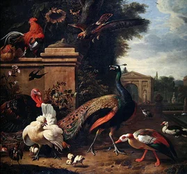 Ein Pfau, ein Falke und verschiedene Hühner und Enten in einem Park