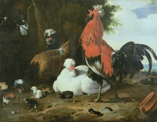 Hofgeflügel mit Tauben