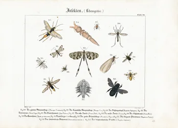 Verschiedene Insekten mit Fokus auf Hymenoptera und Diptera