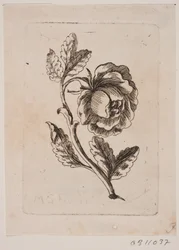 Eine Rose