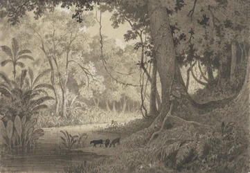 Waldlandschaft bei Tamana