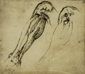 Anatomische Studien eines Beins, Zeichnung von Michelangelo. Casa Buonarroti, Florenz