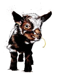 Babyziege auf Weiß, 2020