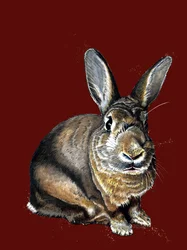 Meg der Hase auf Rotoxid