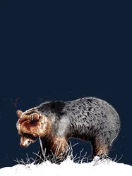 Der Bär auf Mitternachtsblau