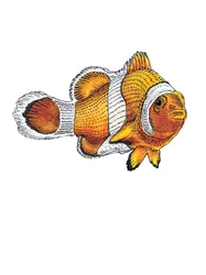 Der Clownfisch auf Weiß, 2022