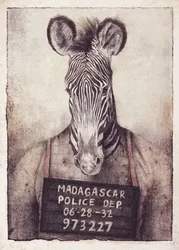 Zebra-Fahndungsfoto-Mysterium