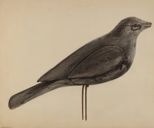 Lockvogel (Möwe)