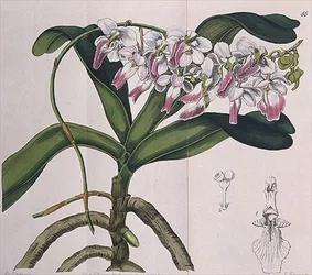 Aerides Crispum (Orchidee) veröffentlicht von I. Ridgway