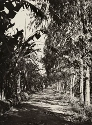 „Ein Imperium aufbauen“ im faschistischen Zeitalter: ein Obstgarten in Cheren, 09/05/1936