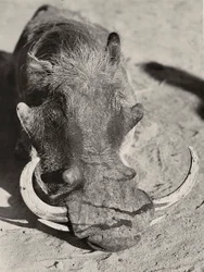 „Ein Imperium aufbauen“ im faschistischen Zeitalter: Kopf eines Wildschweins, 09.05.1936