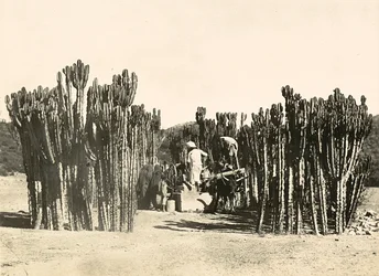 Brunnen in Nacfa, 09/05/1936