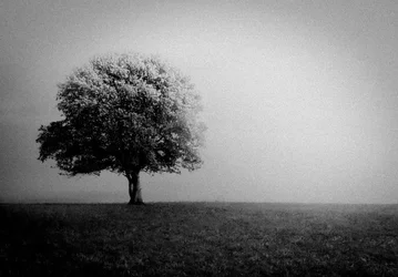 Einsamer Baum im Nebel