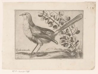 Vogel