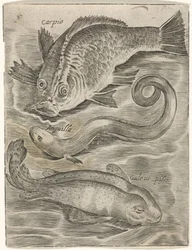 Studienblatt mit drei Fischen (Piscium vivae icones)