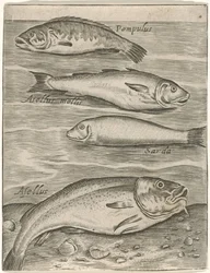 Studienblatt mit vier Fischen