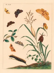 Trinkermotte, Euthrix potatoria, Brauner Haarstrich, Thecla betulae, Großer Heufalter, Ochlodes sylvanus, Kleiner Heufalter, Thymelicus sylvestris, Seltene Wunder des Tages, Dipthera runica, und Gebänderter Umber, Plagodis pulveraria