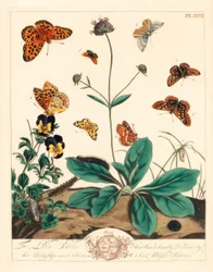Fettige Fritillarie, Euphydryas aurinia, Hohe Braune Fritillarie, Fabriciana adippe, Dreifachbarmotte, Aplocera plagiata, Geflecktes Gelb, Pseudopanthera macularia, und Purpurrote Goldmotte, Pyrausta purpuralis, auf Teufelsbiss-Skabiose, Succisa pratensis,