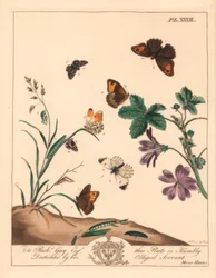 Wiesenbrauner Schmetterling, Maniola jurtina, Waldlady oder Orangenspitze, Anthocharis cardamines, und Grizzled Skipper, Pyrgus alveolus