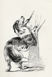 Mischlings-Schäferhund, der seinen Herrn liebkost, aus Charles Darwins 