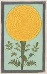 Eine Ringelblume, aus dem Small Clive Album
