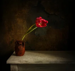 Stimmungsvolle Rote Tulpe