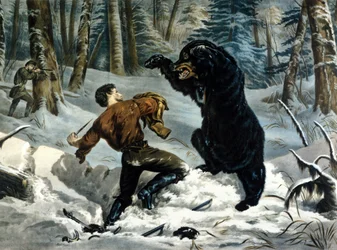 Das Leben der Fallensteller (Berufsjäger) in Kanada: Ein Jäger wird von einem Grizzlybären angegriffen. Illustration von Yves und Currier.