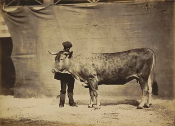 Garonnaise Kuh, 5 bis 6 Jahre alt, 1856