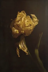 Verfall einer goldenen Tulpe