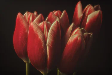 Stimmungsvolle rote Tulpen
