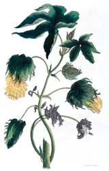 Gossypium - Baumwollpflanze