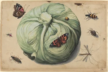 Kohlkopf mit Insekten