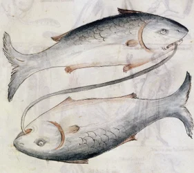 Zeichnung von Fischen, aus einer Übersetzung eines persischen astrologischen Traktats von Jafar ibn Muhammad (Pergament)