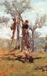 Die Olivenernte, ca. 1892