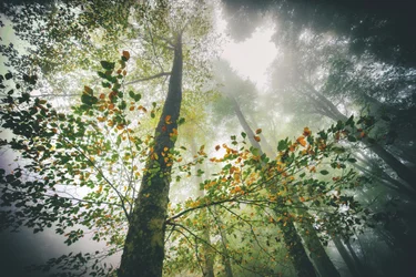 Nebliger Herbstwald