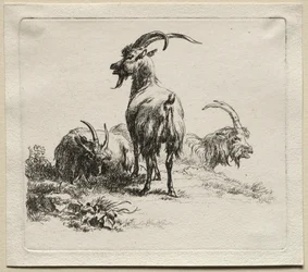 Animalia: Drei Ziegen