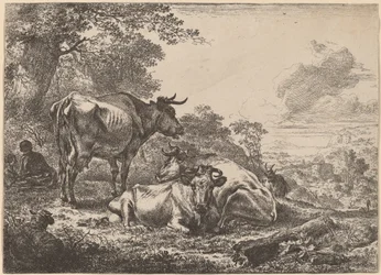 Ruhende Kühe
