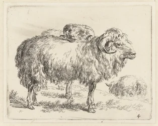 Zwei Widder und ein Schaf Schafe (Serientitel) Animalia ad vivum delineata et aqua forti aeri impressa Studio et Arte Nicolai Berchemi (Serientitel)