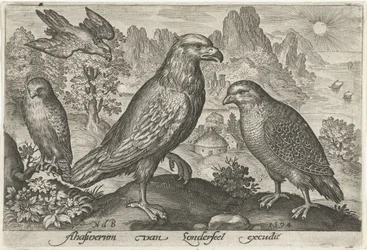 Adler und andere Raubvögel