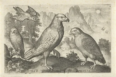 Adler und andere Raubvögel