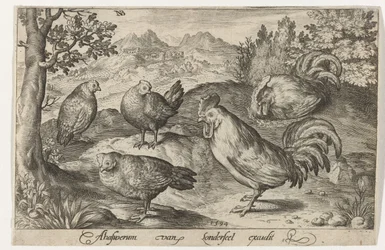 Drei Hühner und zwei Hähne. Vögel und Insekten (Serientitel)