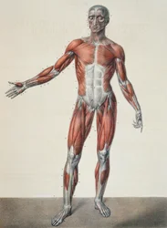 Anatomie des menschlichen Körpers, aus „Traité complet d