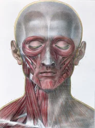 Muskulatur des Gesichts, Tafel aus 