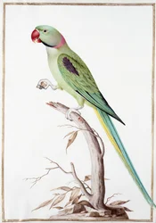 Alexandrinesittich