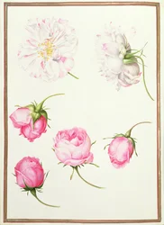 Sechs Köpfe altertümlicher Rosen