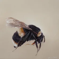 Bombus terrestris 8