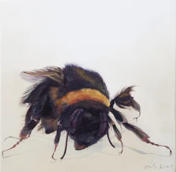 Bombus terrestris 9, 2013