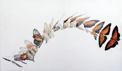 Charaxes zingha Flugmuster