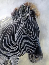 Equus burchelli 1 (Detail)